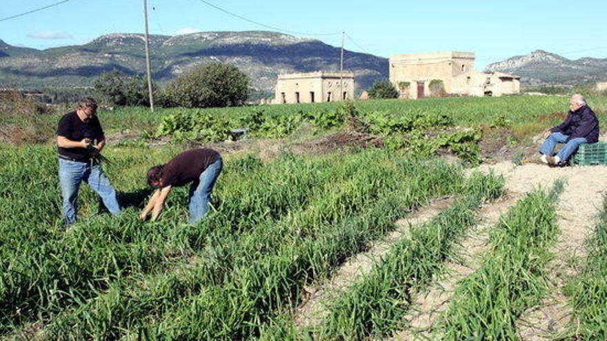 Els germans Mateu, de Valls, arrencant calçots en l&#039;inici de la temporada