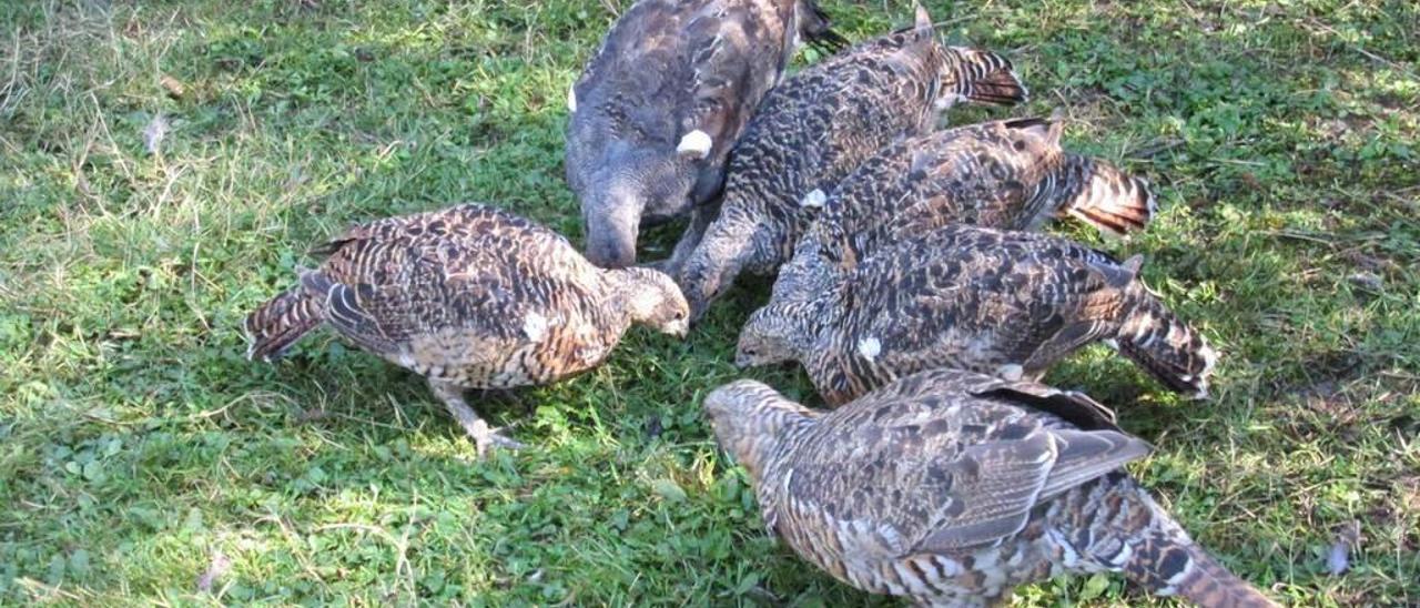 Varios urogallos, en el centro de cría de Sobrescobio, en 2016.