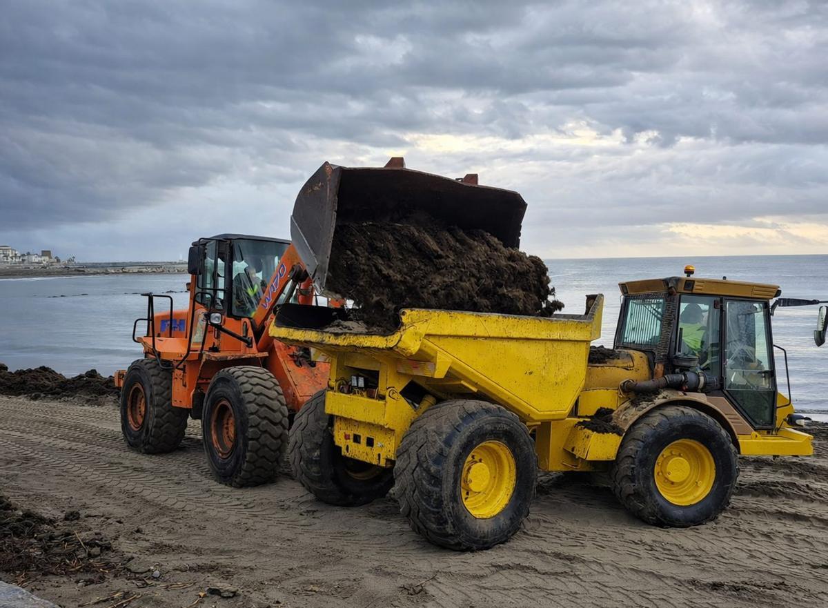 Maquinaria pesada retira restos de alga asiática acumulada en una playa del municipio durante los temporales.