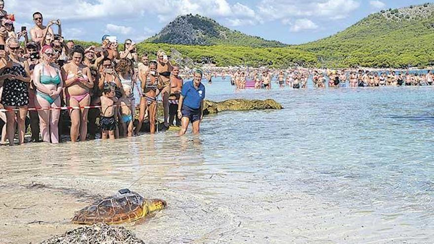 La tortuga ´Cannoli´ vuelve a nadar libre