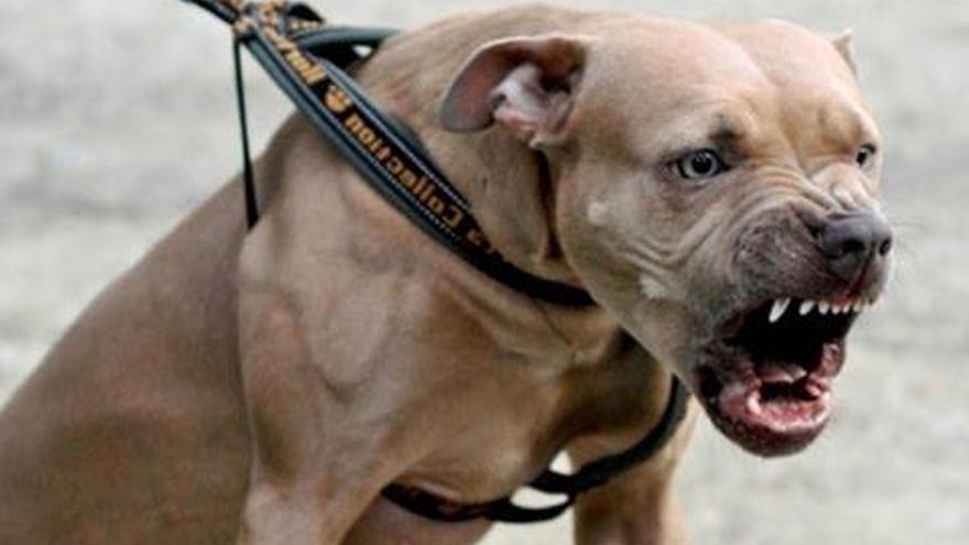 Ejemplar de pitbull, la misma raza del animal que mordió a la mujer y a su perra