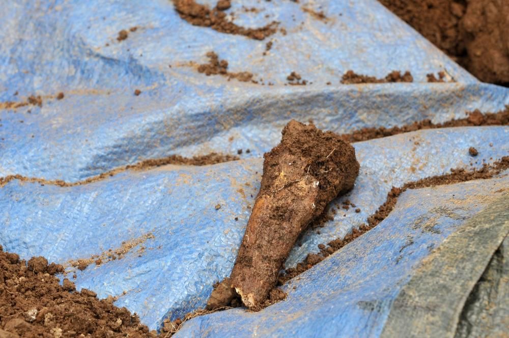 Excavación en la fosa de Parasimón