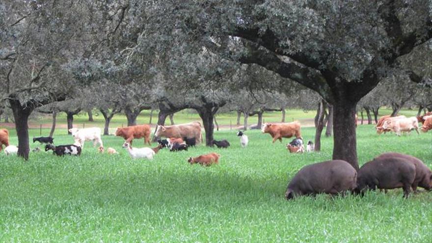 La reforma de la ley de la dehesa no convence al sector agrario extremeño