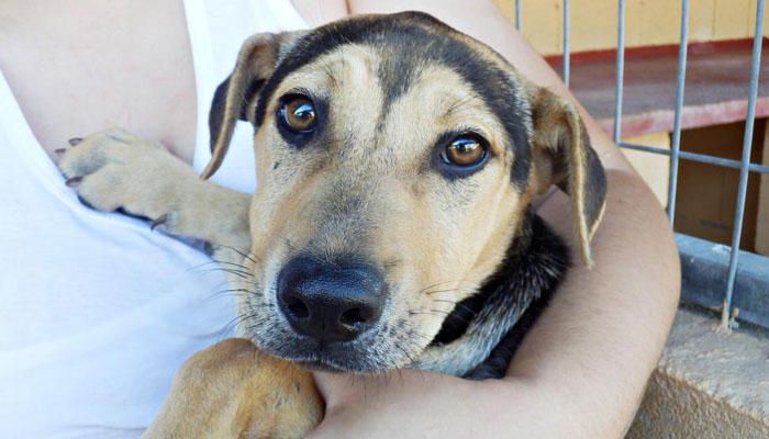 MOSI. El 14 de marzo, Mosi fue dejado en la protectora junto a su madre y hermana. Ahora es el único que queda por encontrar una familia. Este pequeño buscador de caricias nunca ha probado el calor de un hogar, ni alguien que comparta sus momentos junto a él. Mosi está preparado para demostrar todas las ganas que tiene de repartir lametones y juegos. Un chiquitín de gran corazón en busca de alguien tan único como él.