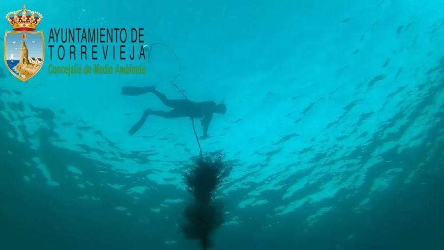 Los recolectores larvarios de nacras aparecen vacíos en el litoral de Torrevieja