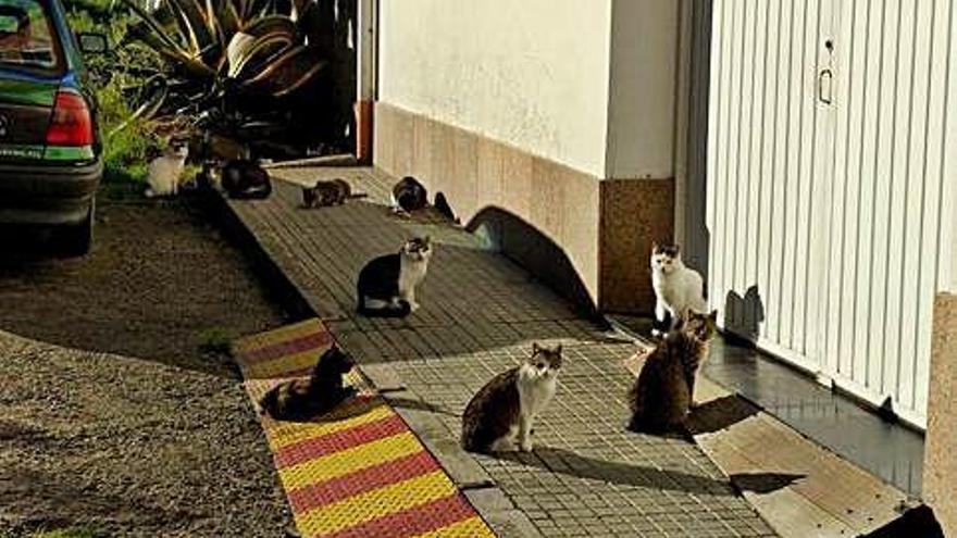 Gatos en una calle de Arteixo.