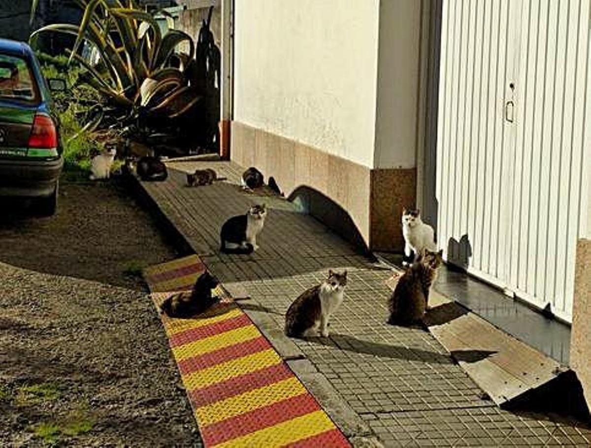 Gatos en una calle de Arteixo.