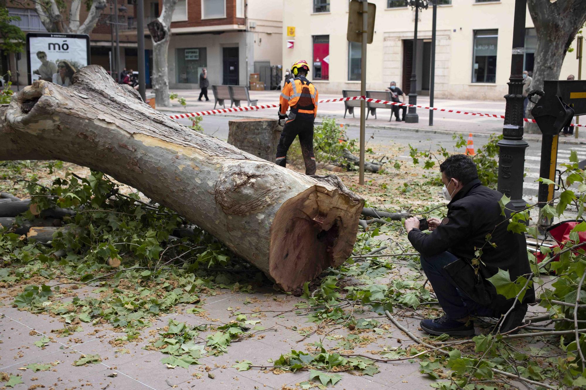 Talan cinco plataneros de grandes dimensiones en mal estado en la Albereda de Xàtiva