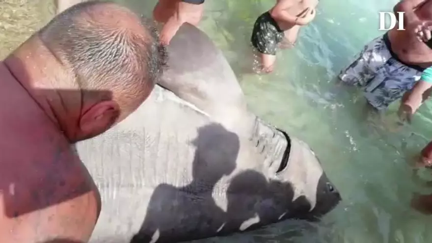 Hai auf Ibiza angeschwemmt