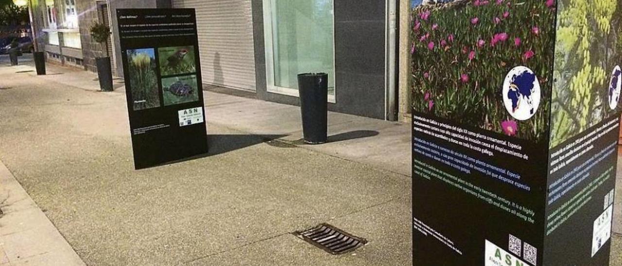 Paneles informativos sobre las especies invasoras, colocados en la calle. // Muñiz