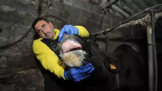 Nuevos brotes de EHE y lengua azul complican el verano en las granjas