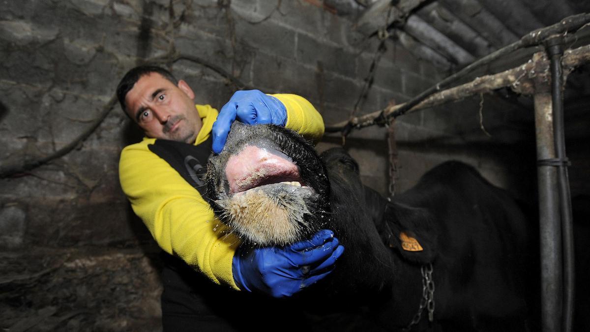 Un ganadero sujeta el morro de una vaca con EHE.