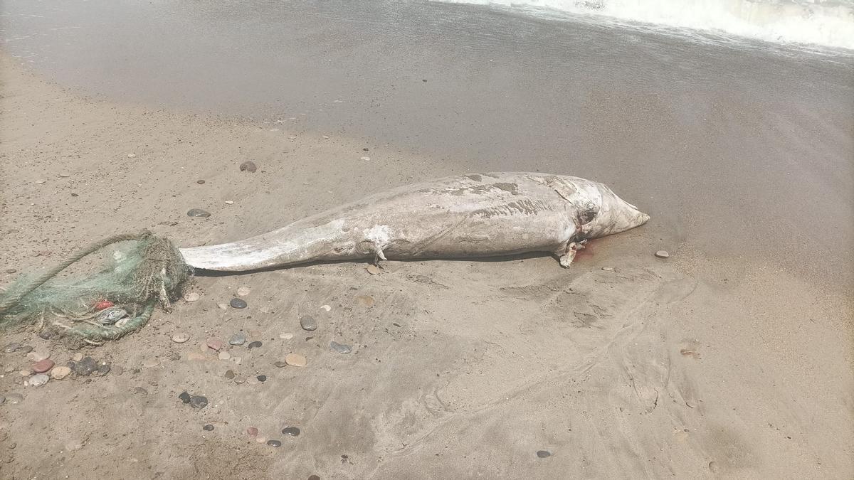 Imagen del delfín muerto en la playa de Benafeli