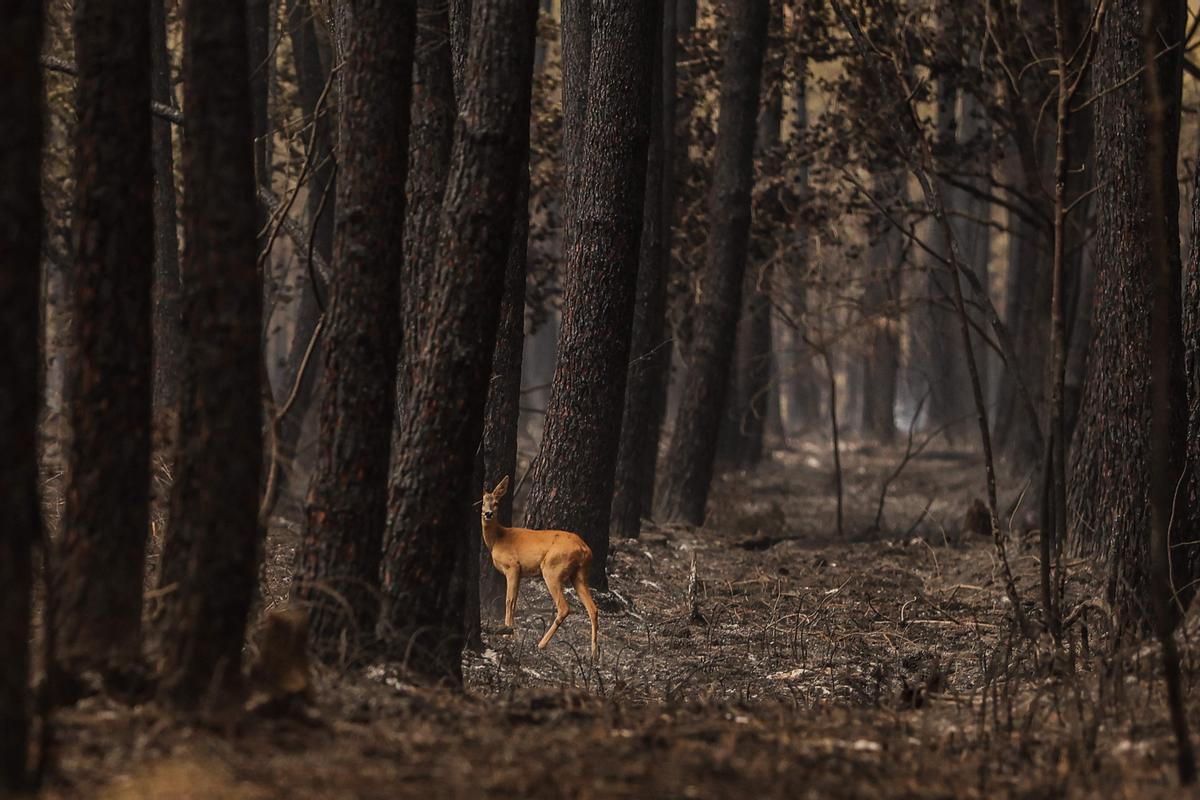 Un ejemplar de gama se asoma entre los árboles en un bosque quemado, tras los fuegos declarados en South Gironde, cerca de Belin-Beliet, en el suroeste de Francia, el 13 de agosto del 2022.