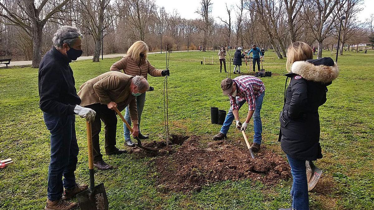 Plantación realizada ayer en el parque de Los Tres Árboles. | Cedida