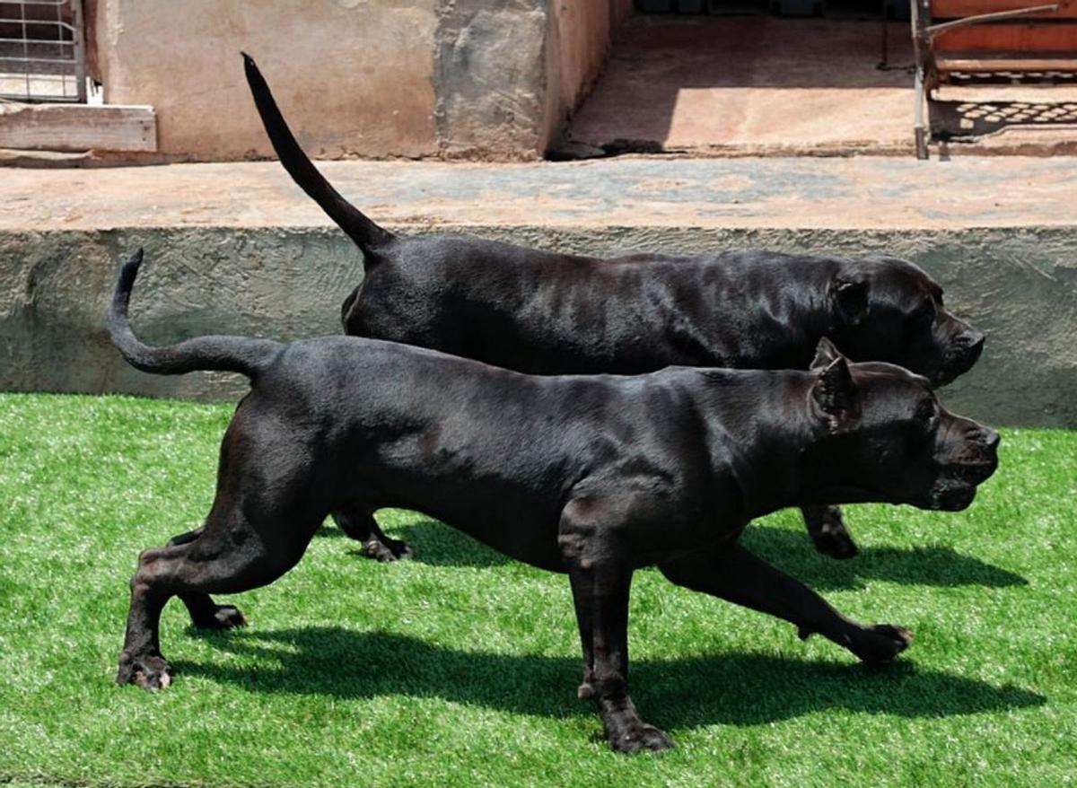 Imagen de archivo de una pelea de gallos.