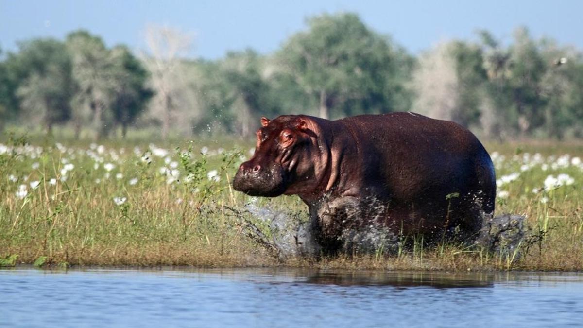 amadridejos41548457 sociedad guerra y biodiversidad  hipopotamo  a hippopotamus 180110195233