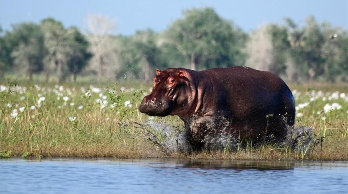 amadridejos41548457 sociedad guerra y biodiversidad hipopotamo a hippopotamus 180110195233 amadridejos41548457 sociedad guerra y biodiversidad hipopotamo a hippopotamus 180110195233
