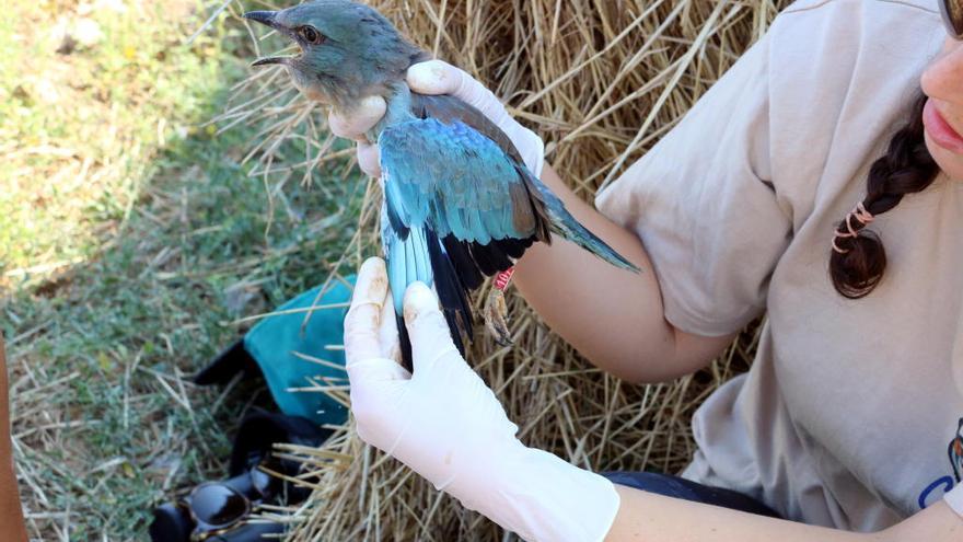 Instal·len càmeres als Aiguamolls per lluitar contra els depredadors del gaig blau