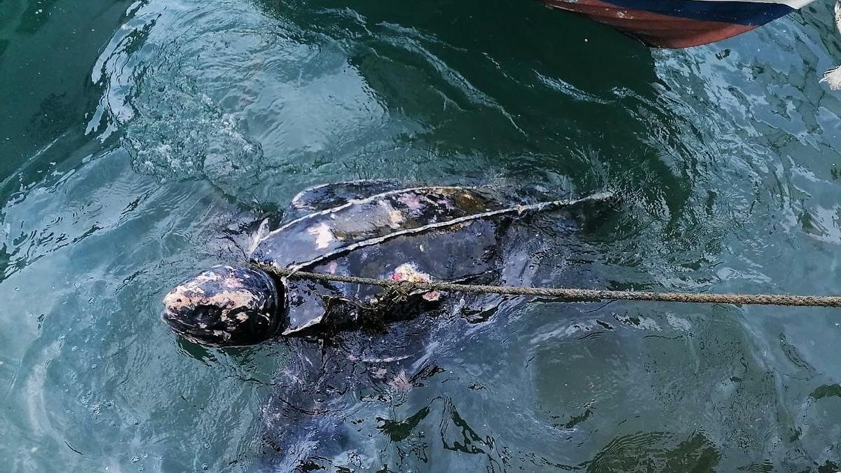 Ejemplar de tortuga laúd atrapada en una dársena del puerto pesquero de Mazarrón.