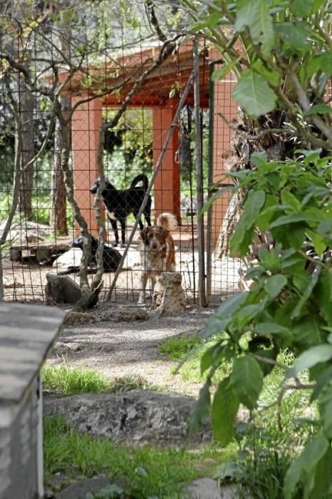 Seit über 30 Jahren betreibt Josefi na Vivancos in Pollença ein Hundeasyl. Zum Tierschutz kam die Mallorquinerin eher zufällig. Heute lebt sie mit 40 Hunden auf einer Finca und hat Hunderten von Vier