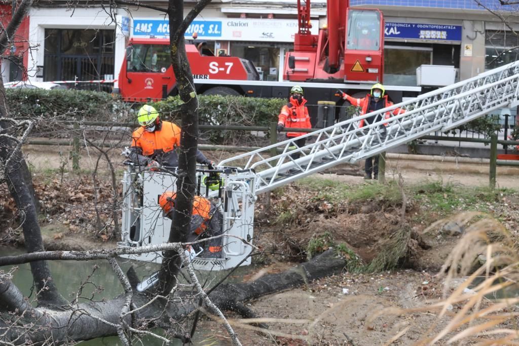 Los bomberos de Zaragoza retiran un árbol de gran porte caído sobre el canal por el peso de la nieve