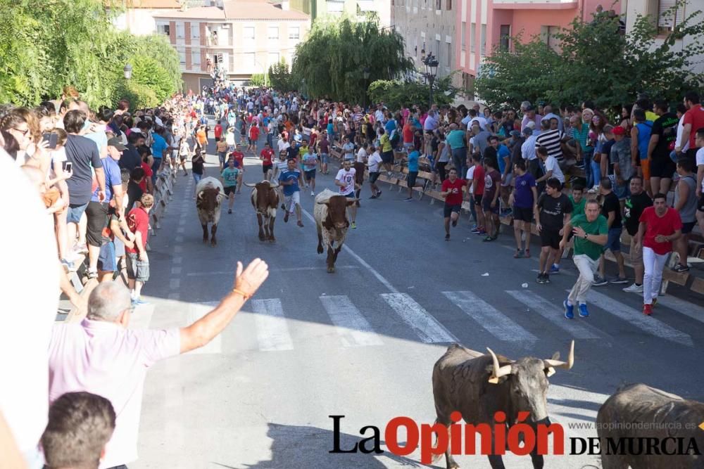 Última suelta de vacas en Moratalla