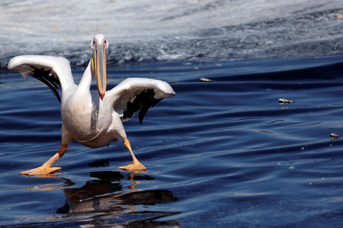 Un gran pelícano blanco parece patinar sobre el agua de la reserva de Mishmar Hasharon, mientras busca alimento.