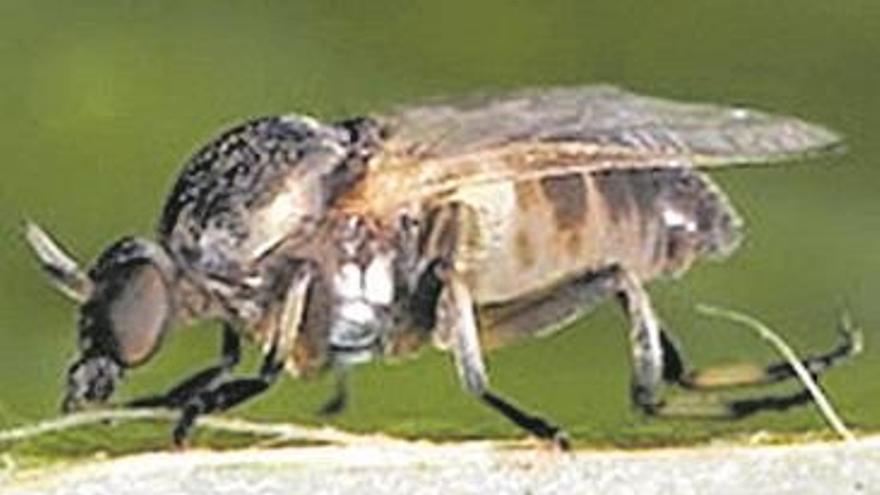 La mosca negra amenaza ya a los municipios del Millars y el Palancia