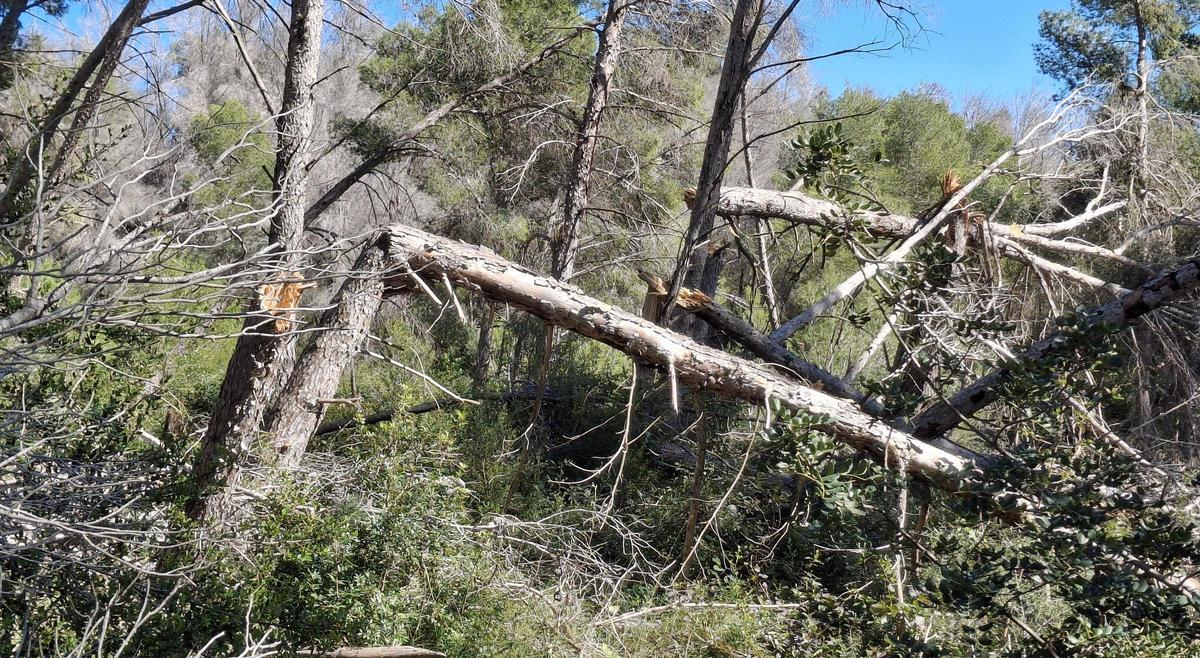 Els pins partits en el vessant sud del Montgó