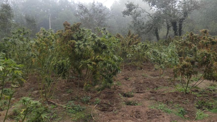 Desmantellen una plantació de marihuana en un bosc de Vidreres gràcies a l&#039;avís d&#039;un boletaire