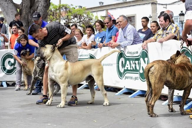 Celebración del I Certamen Nacional de perro ...