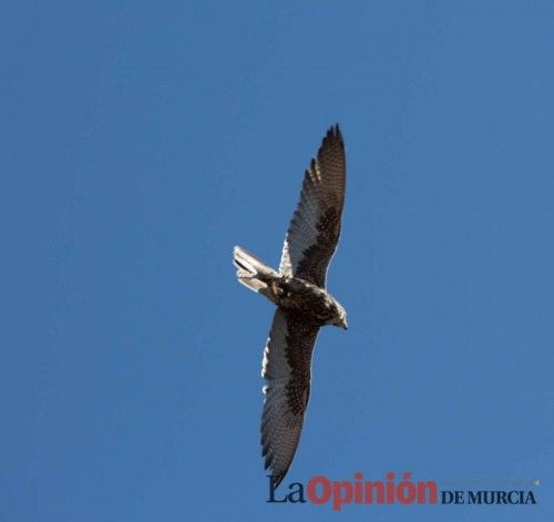 Torneo Medieval en Caravaca