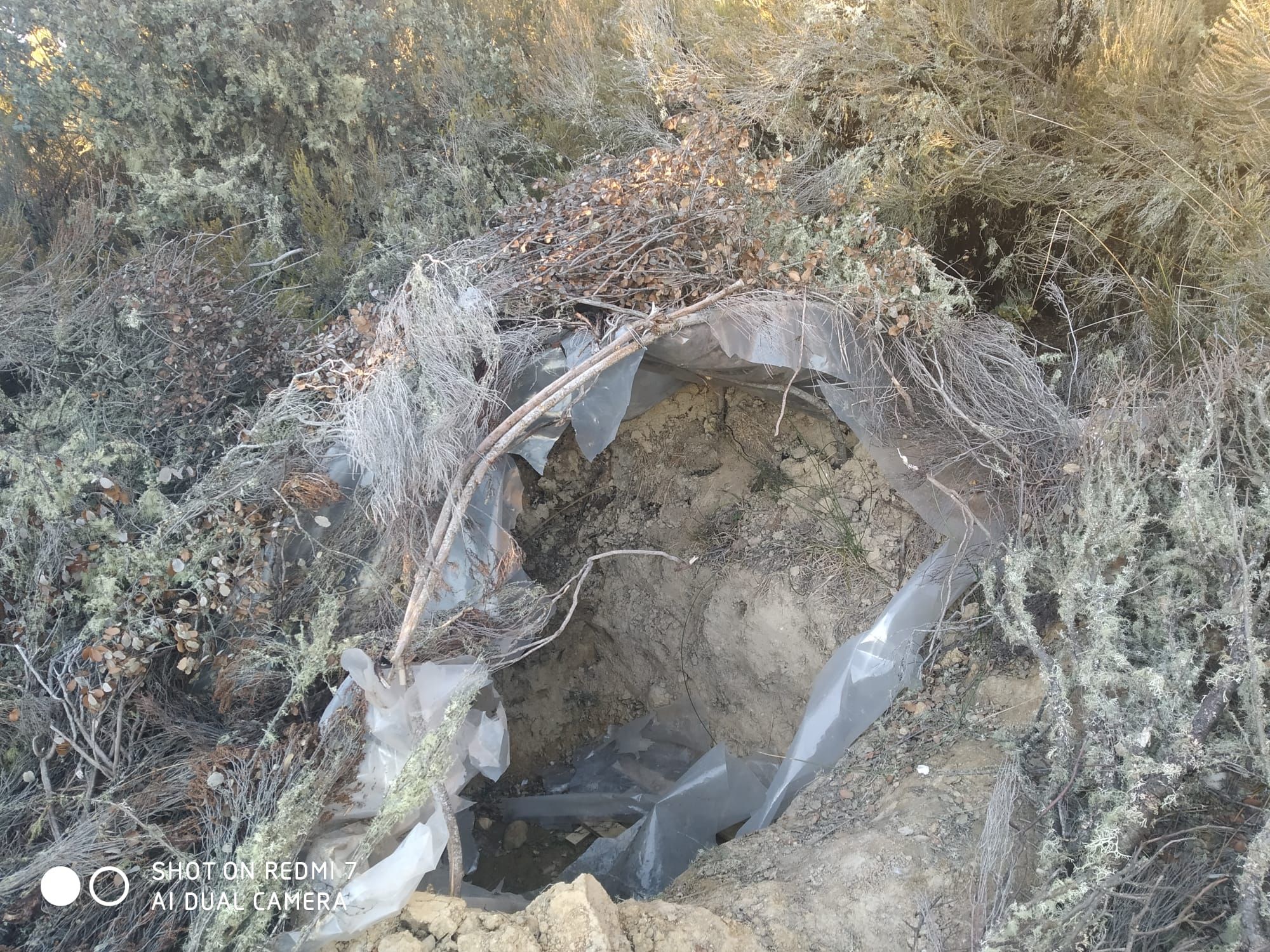 GALERÍA | Así era la plantación "paramilitar" de marihuana hallada en Peque por los cazadores