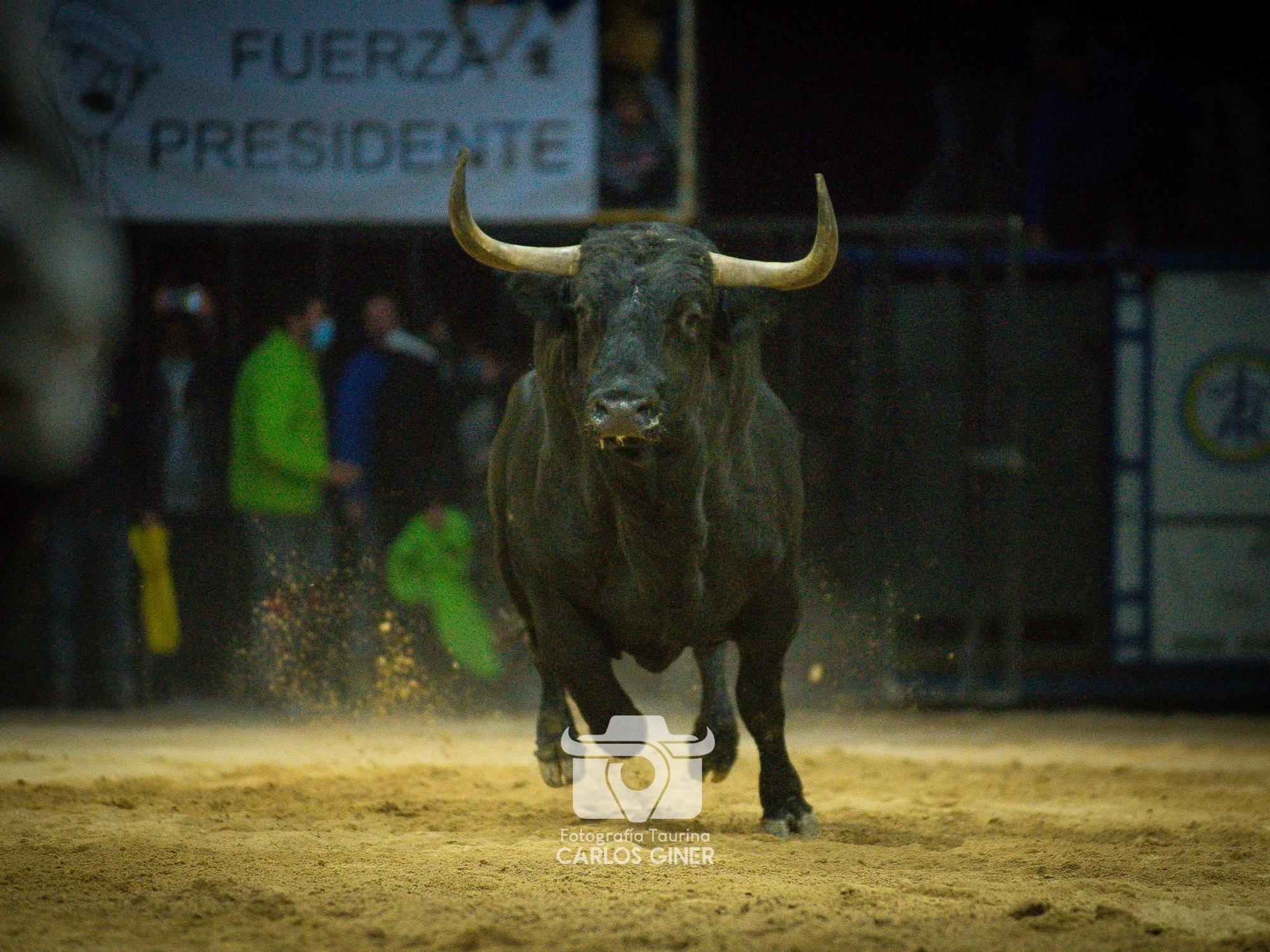 El toro &#039;Florito&#039;, durante una carrera sobre la arena de la Todolella.
