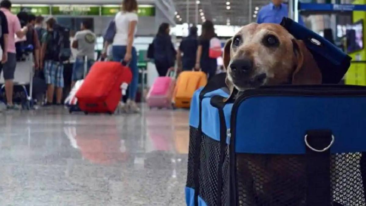 Un perro espera dentro de su transportín para pasar el control de seguridad del aeropuerto.