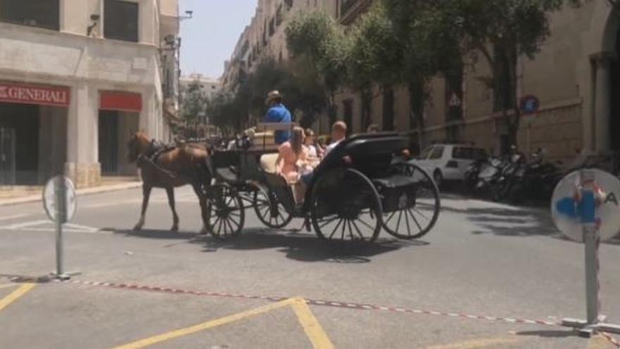 Denuncian la explotación de los caballos de las galeras pese a las altas temperaturas en Palma