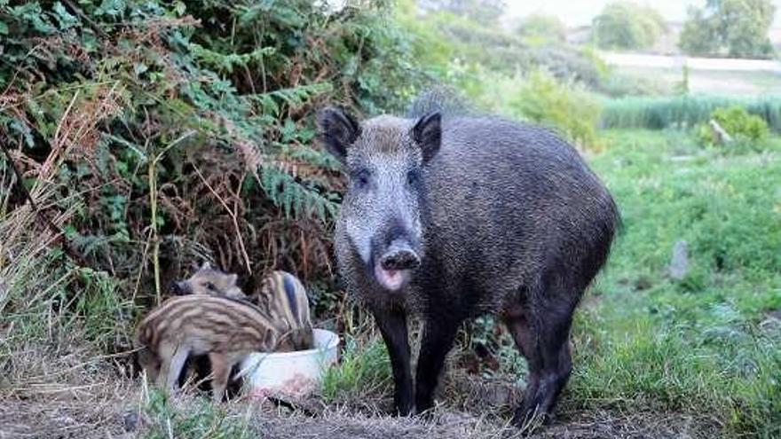 Una jabalina y sus jabatos se alimentan en Darbo.  // G.Núñez