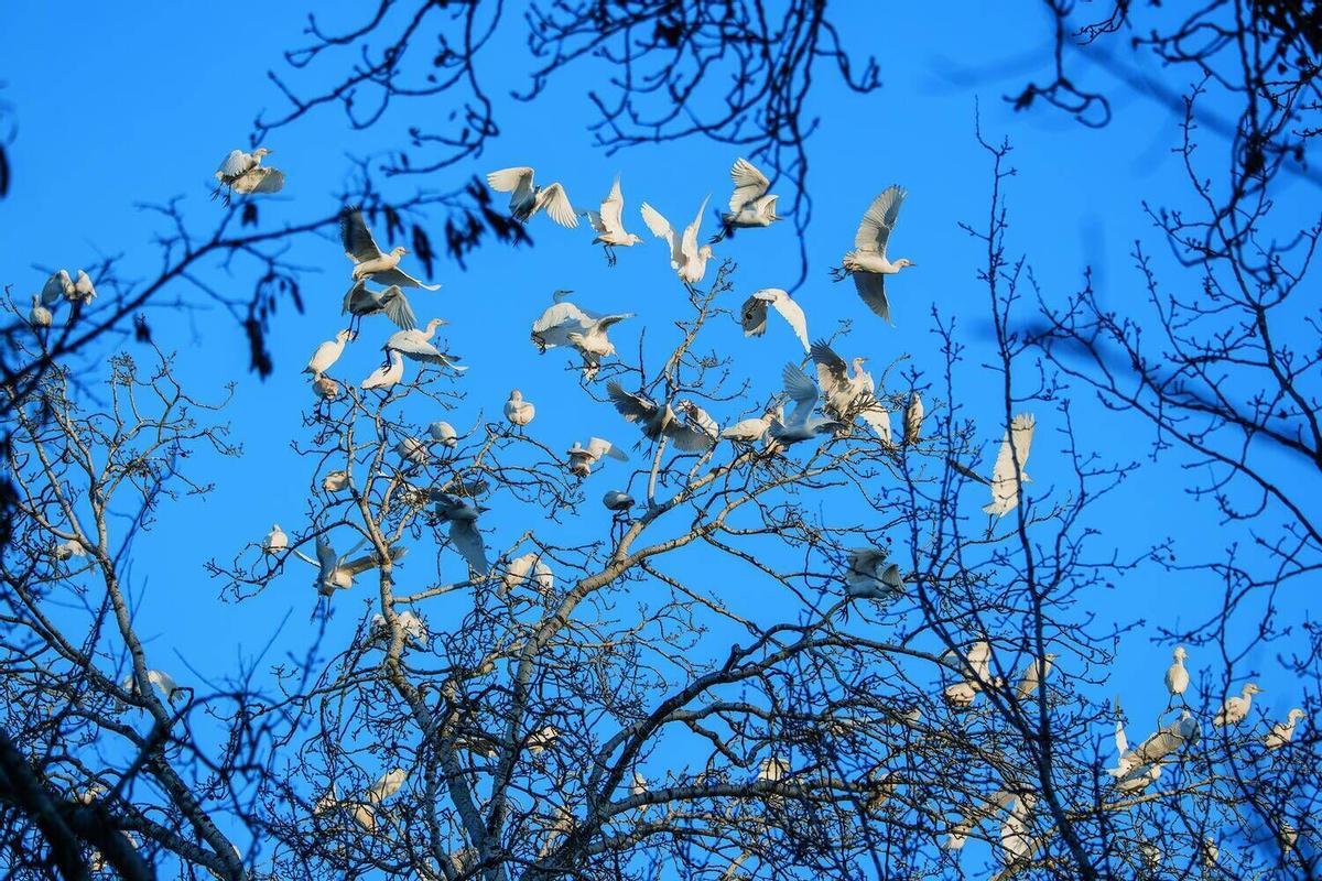 Aquests són els animals que pots veure lliures al riu Cardener al seu pas per Manresa