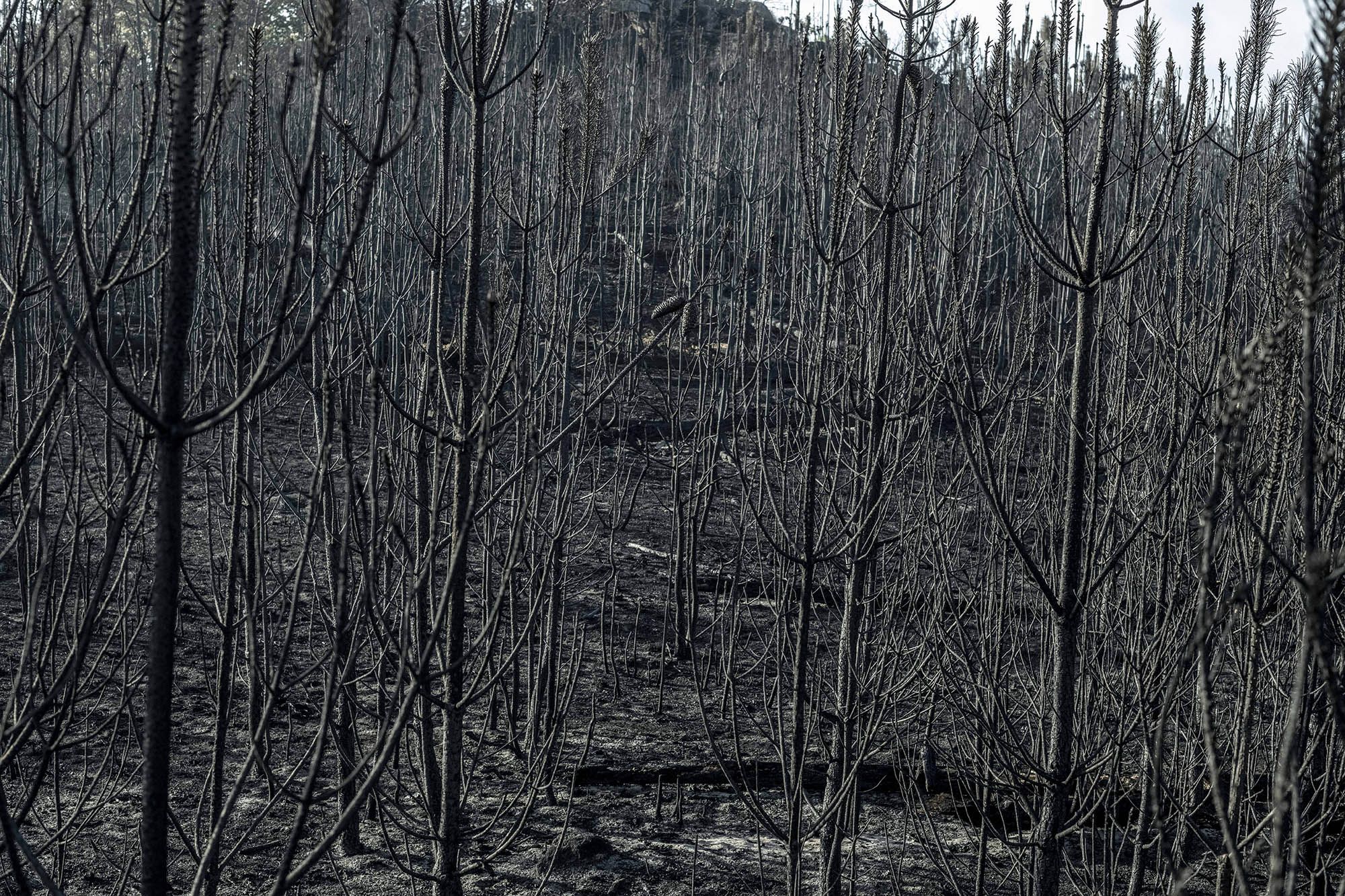 Pinares completamente destrozados por el fuego en O Irixo