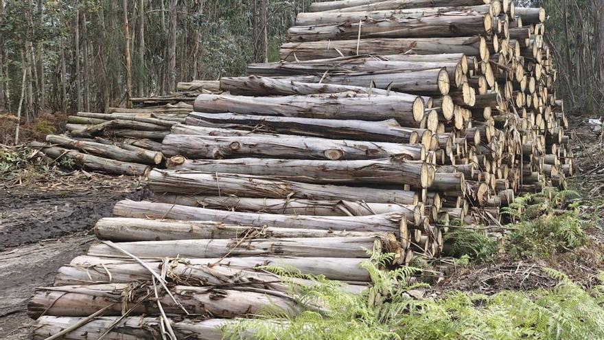Tomiño subasta la madera de trece parcelas en zonas cercanas a casas