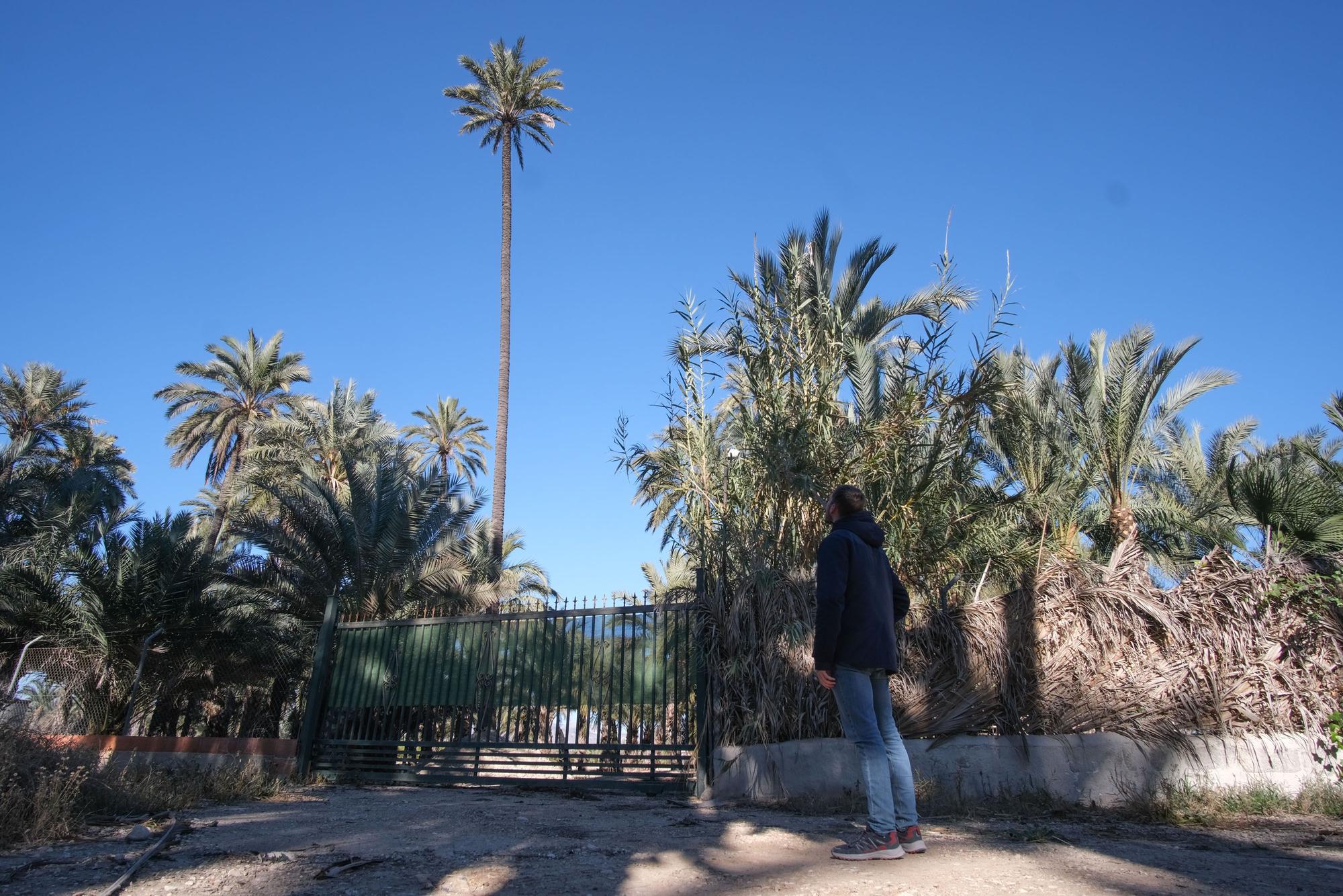 Con unos 20 metros de altura, es la palmera más alta de Elche tras la caída de la mítica Centinela en 2019. Está en el Huerto de la Seca.