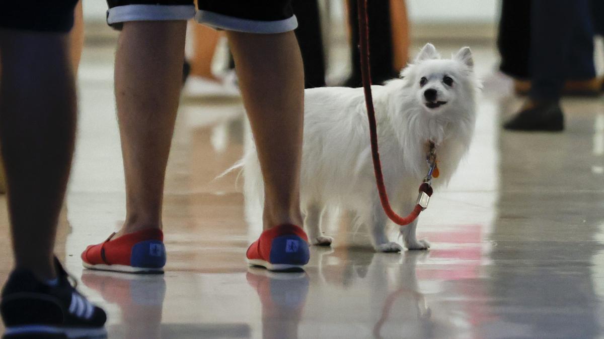 Uno de cada cuatro hogares españoles tiene perro.