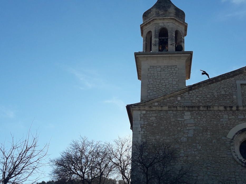 El cuervo Jeroni completa su vuelo en Mancor de la Vall