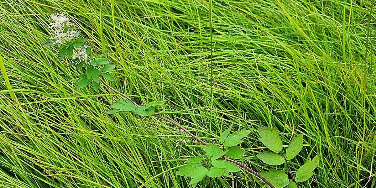 En 2024, se identificó por primera vez en Svalbard la ruda común (Thalictrum flavum), en plena floración en una ladera rica en nutrientes de Barentsburg.