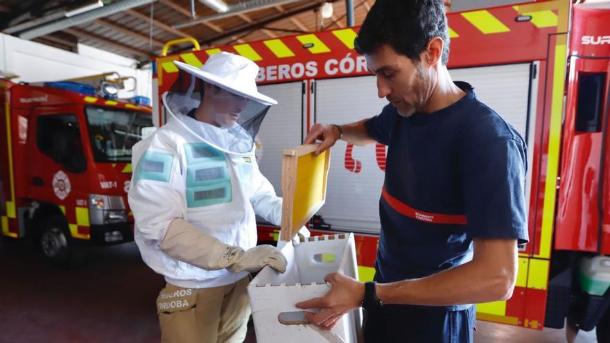 Tras el zumbido de las abejas