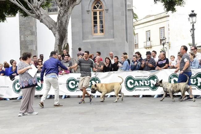 Celebración del I Certamen Nacional de perro ...