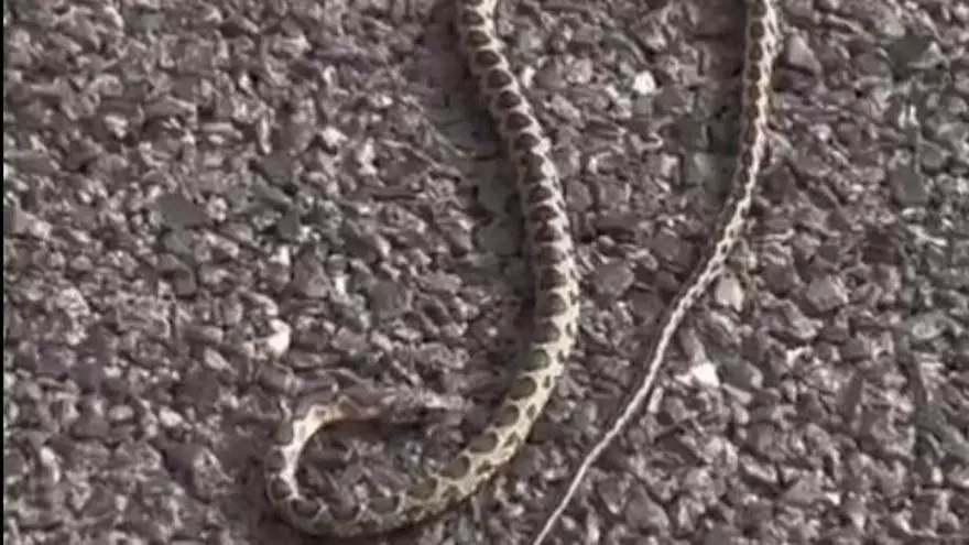 "Es la tercera vez que me encuentro con una serpiente en Ibiza"