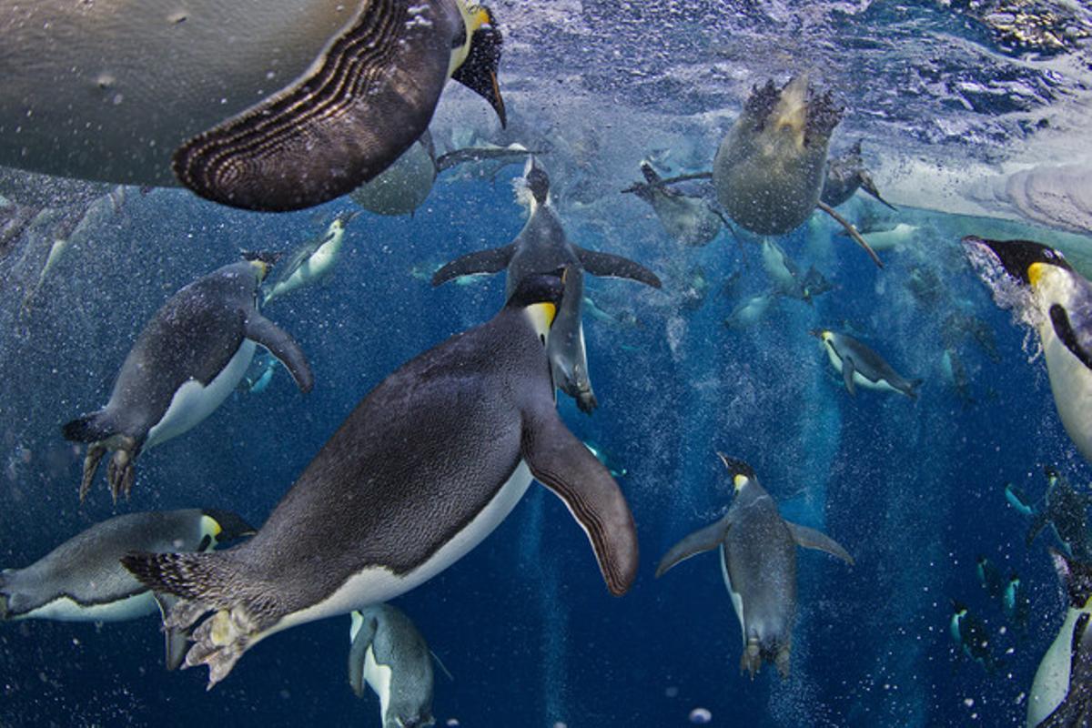 Imatge del pingüí emperador en el seu ecosistema feta per a National Geographic i guanyadora del primer premi en la categoria d’històries de la natura de World Press Photo.