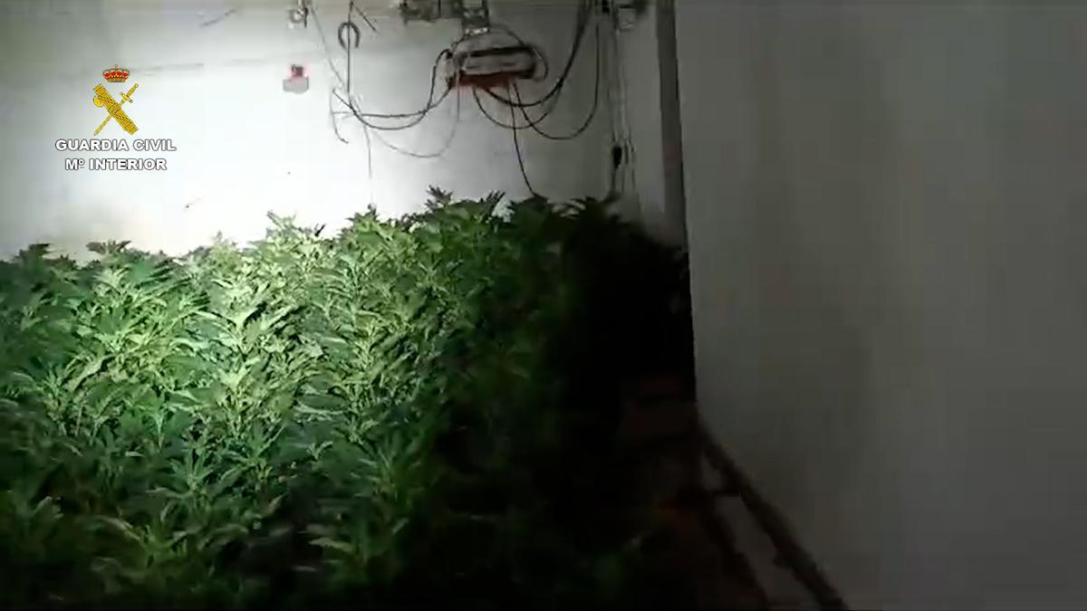 Plantación de marihuana desmantelada que estaba oculta tras el box de un caballo.